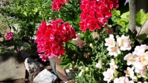 Топ 10+1красивейших однолетних цветов для яркого цветника,для вазонов,для сада.Эти цветы сажаю всег