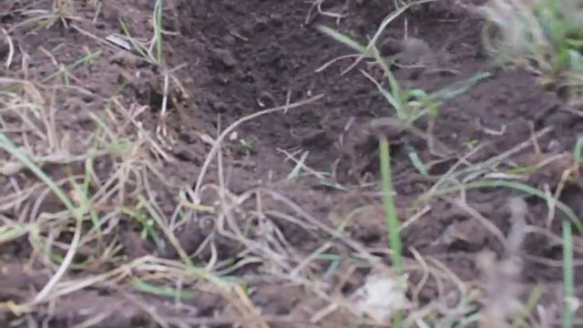 Самодельный электрический культиватор с горизонтальными фрезами. смотреть онлайн