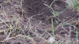 Самодельный электрический культиватор с горизонтальными фрезами.