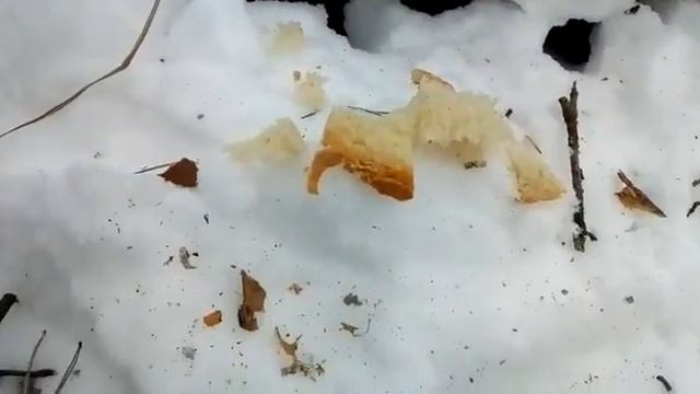 Бурозубка смотреть онлайн