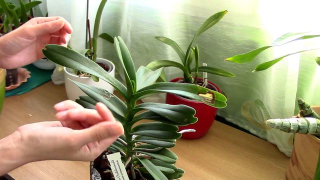 Orchid treatment - How to properly use cinnamon with orchids смотреть онлайн