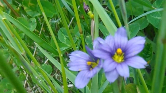 [Ir]??Sisyrinchium graninoides / 藍色庭石菖（アイイロニワゼキショウ） смотреть онлайн