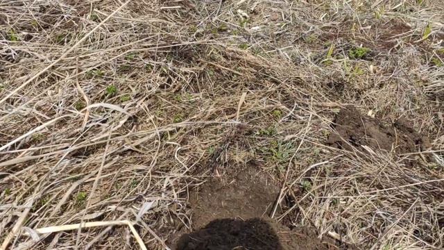 Поиск монет в поле. Нашел красный угол дома. смотреть онлайн