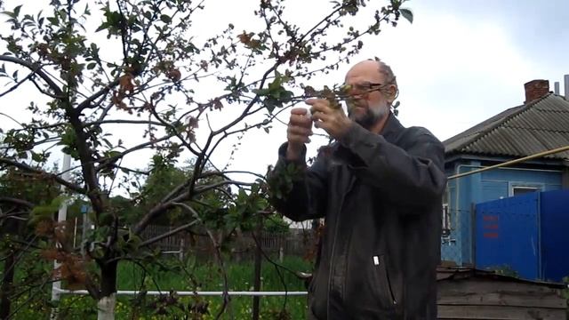 Как привить вишню.Прививка вишни.Прививка черешни на вишню делаем сами