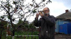 Как привить вишню.Прививка вишни.Прививка черешни на вишню делаем сами