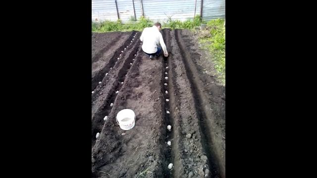 Супер урожайный способ посадки картофеля смотреть онлайн