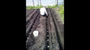 Супер урожайный способ посадки картофеля