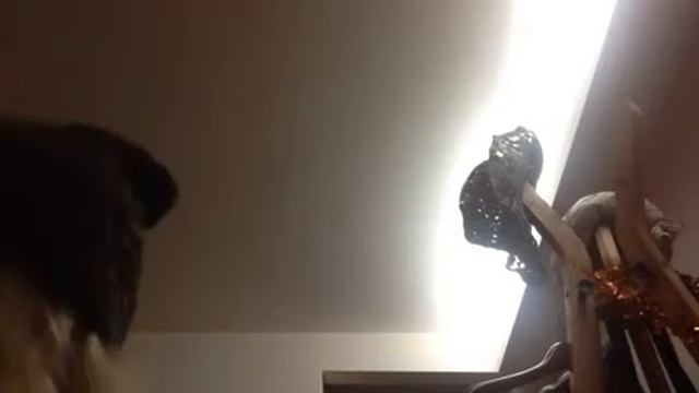 Ficus смотреть онлайн