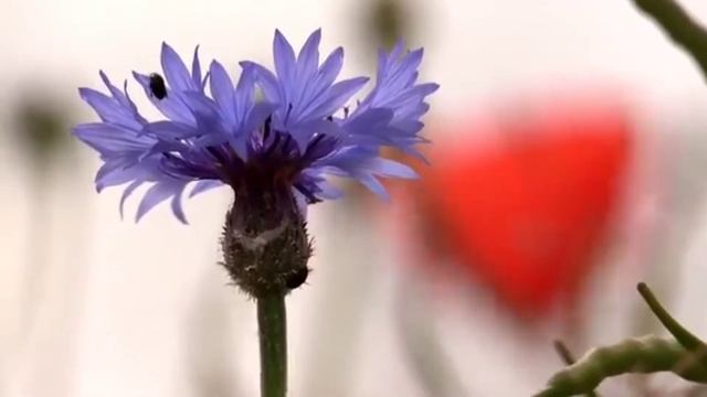 Слушай новое стихотворение Елены Джем «Молодой цветок» Стихи для души. смотреть онлайн