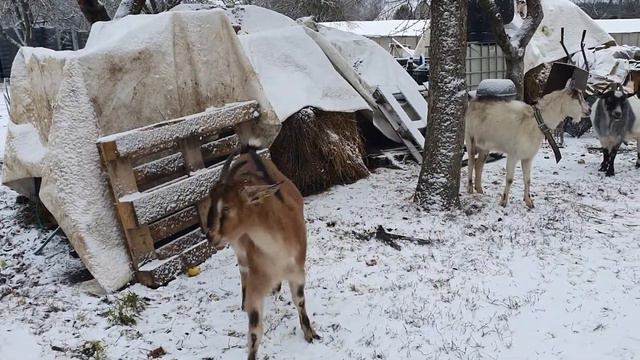 Козы мои Козы🐐🐐🐐 Стадо коз знакомиться с новосельцами🐐🐐🐐 смотреть онлайн
