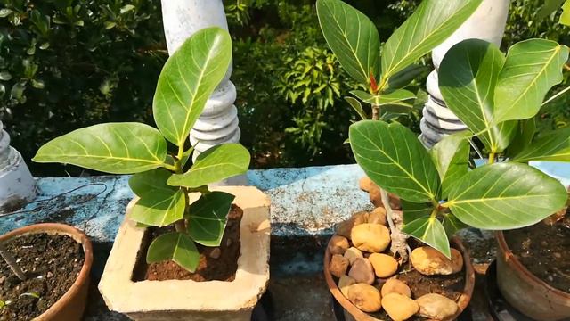 Some Bonsai Collection, Adenium, Rose, Ixora, Bougainvillea, смотреть онлайн