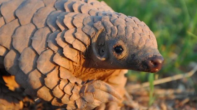 интересные факты о панголине смотреть онлайн