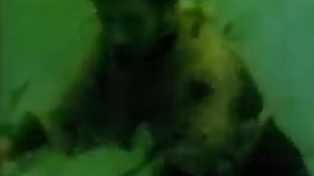 Split Enz - Dirty Creature смотреть онлайн