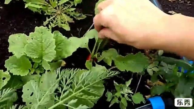 Редис Мелито f1 и капуста. смотреть онлайн