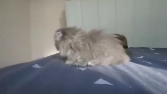 кошечка Манчкин смотреть онлайн