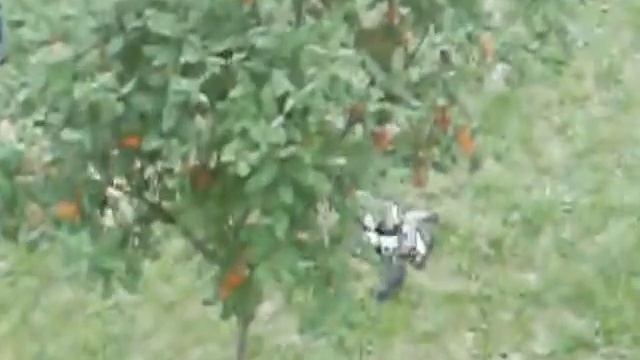 сороки, вороны, галки и прочая мелочь смотреть онлайн