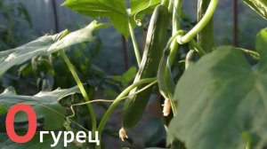 Алфавит для детей. Учим алфавит про фрукты и овощи, ягоды. Азбука для малышей. Учим буквы.