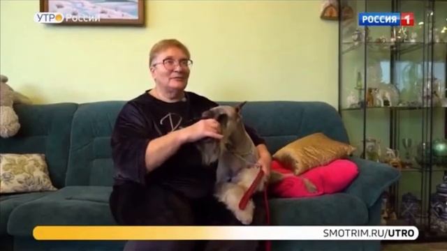 Шнауцер, миттельшнауцер