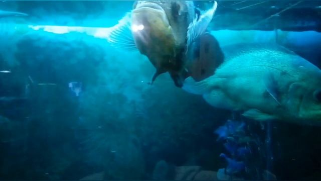 Как я вылечил рыбу от ихтиофтириоза (манка) смотреть онлайн