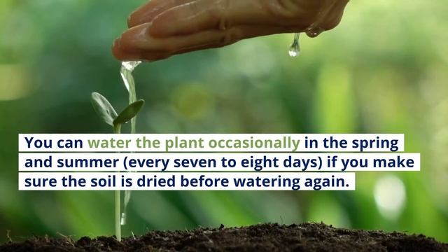 The Complete Guide to Ferocactus Glaucescens (Blue Barrel Cactus). смотреть онлайн