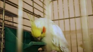 Клетка для попугая кореллы, волнистого и неразлучника - как выбрать и как обустроить?