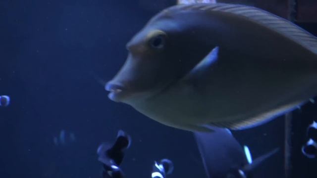 ZEOvit Reef Tank 2800L ( 740g ) V. смотреть онлайн