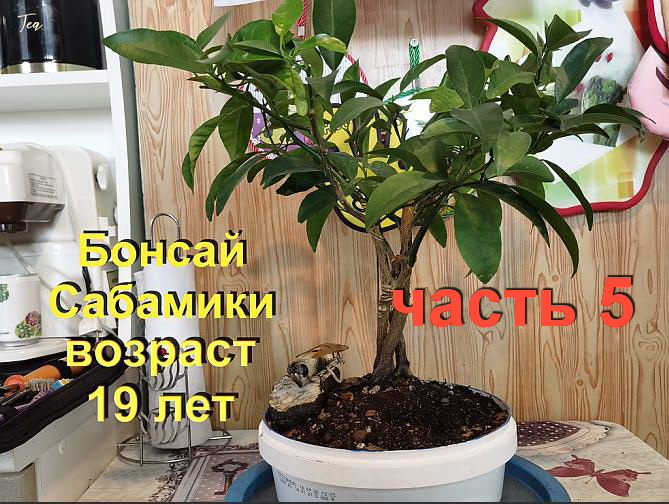 5.Бонсай САБАМИКИ из Мандарина ВОЗРАСТ 19 ЛЕТ часть 5