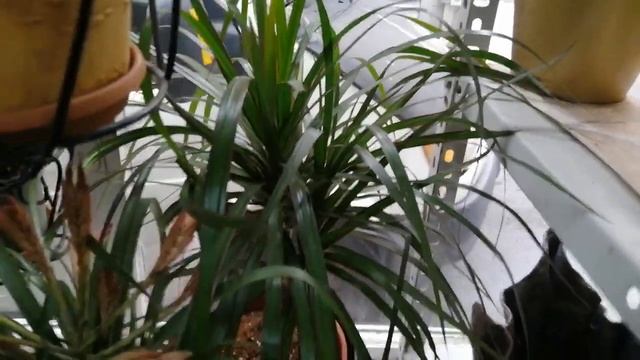 Cordyline tango, Syngonium Neon ve diğer iç mekan bitkilerinin bakımında püf noktaları nelerdir? смотреть онлайн