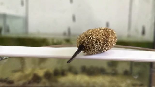 Львівська Біофабрика П'явки. Народження п'явки з кокона смотреть онлайн