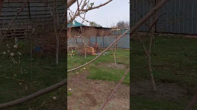 Как цветёт тёрн смотреть онлайн