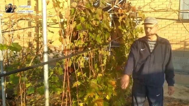 осенние работы на винограднике, подготовка к обрезке, удаление листьев смотреть онлайн