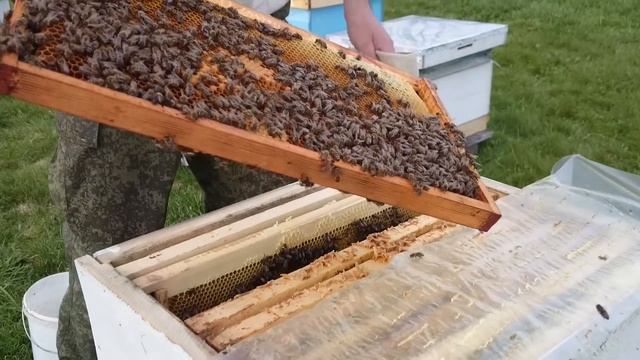 ОТДЕЛЯЮ РАСПЛОД ОТ МАТОК РАЗДЕЛИТЕЛЬНОЙ РЕШЕТКОЙ ПОД ПЕНИЕ КУКУШКИ смотреть онлайн