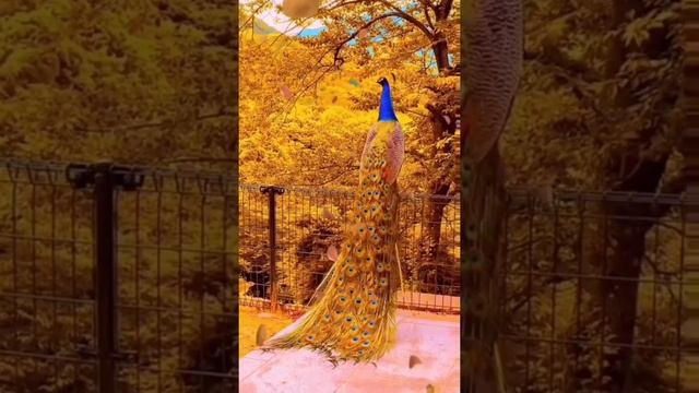 Жар птица Золотая птица. Самая красивая птица. Интересное видео смотреть онлайн