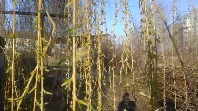 16.03.2020.Донецк похолодало.Погода меняется смотреть онлайн