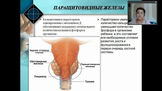 Анатомо физиологические особенности органов эндокринной системы у детей Семиотика поражения смотреть онлайн