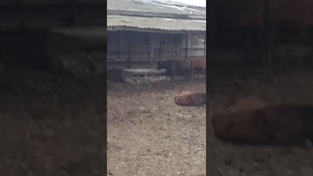 обзор красно степных бычков смотреть онлайн