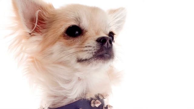 Top 15 Most Loving Dog Breeds to Own (Febuary 2021) смотреть онлайн