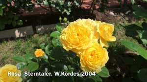 РОЗА Sterntaler. W. Kordes 2004