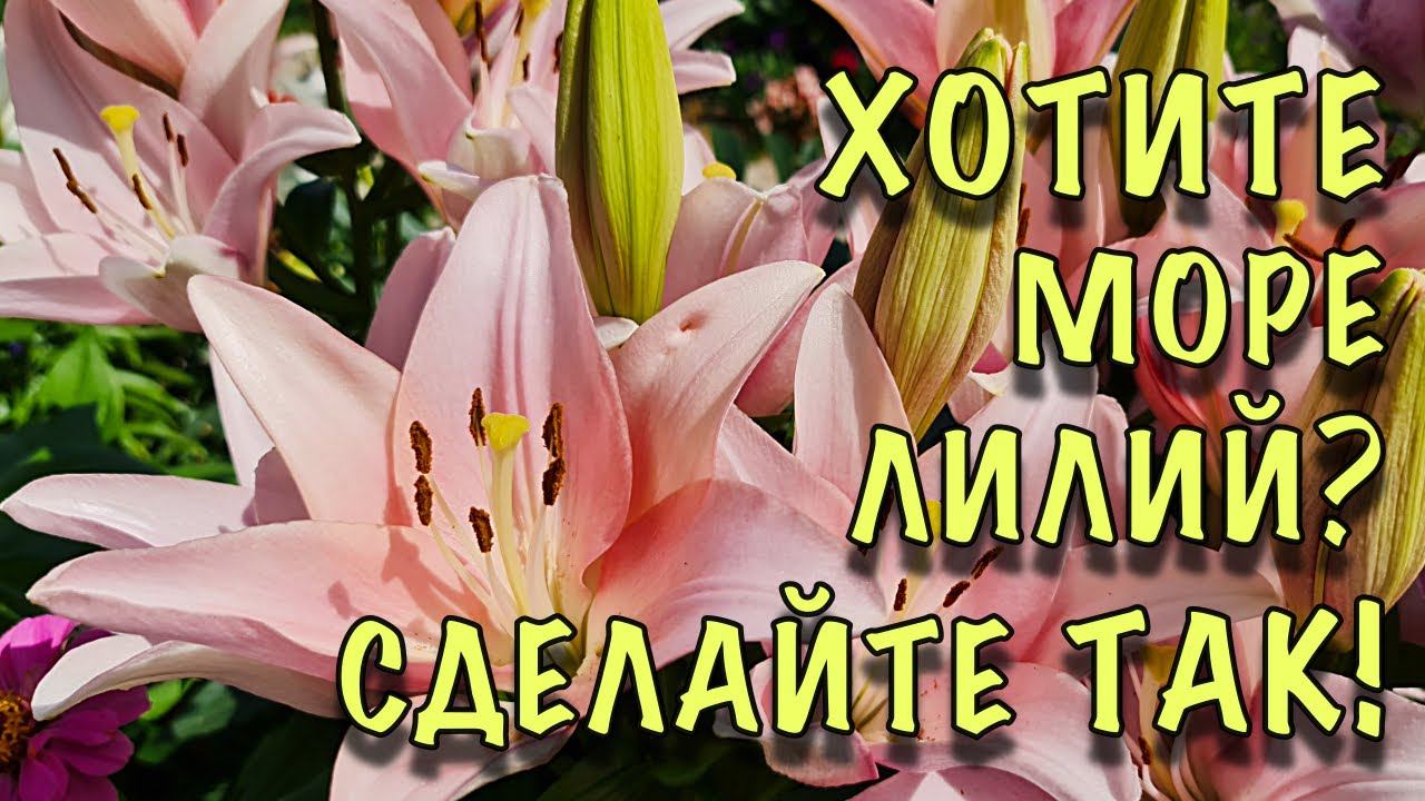 ЛИЛИИ дадут МНОГО ДЕТОК и ОЧЕНЬ ОБИЛЬНО зацветут в СЛЕДУЮЩЕМ ГОДУ! Сделайте ТАК после цветения! смотреть онлайн