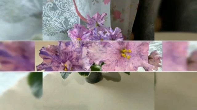 Самая красивая фиалка. ЛЕ- Сюрприз Зимы. смотреть онлайн