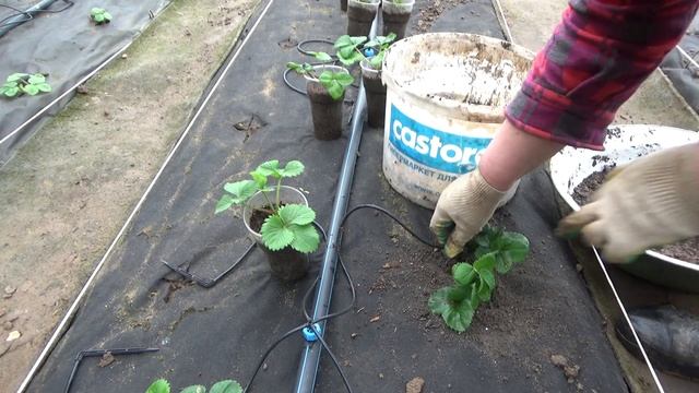 Высадка рассады клубники из посылки на черное агроволокно (спанбонд, агротекстиль,укрывной материал смотреть онлайн