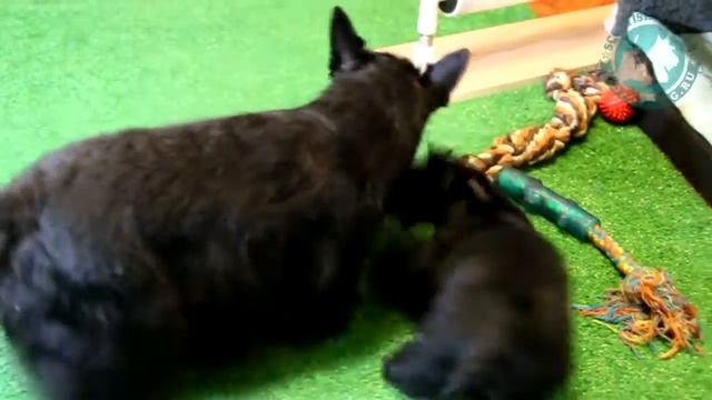 "Врагу" не сдается! Щенок скотч-терьера смотреть онлайн