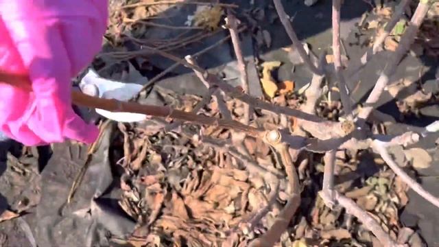 22.03.23 ✂️ Весенняя обрезка гортензии ПОЛЯРНЫЙ МЕДВЕДЬ. смотреть онлайн