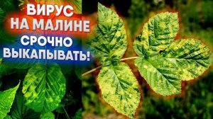 Вирус на малине  -  срочно выкапывать!
