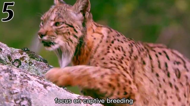 10 Animals Fighting for Survival: Endangered Species Alert смотреть онлайн