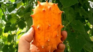 Кивано. Плод долгожитель.Почти год  пролежал в домашних условиях.