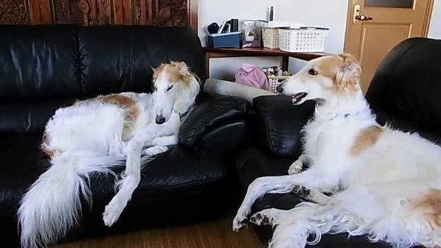 ボルゾイ合唱 Borzoi Chorus смотреть онлайн