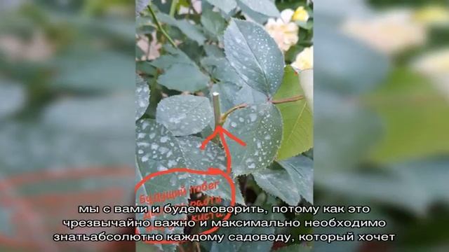 Как правильно обрезать розы. Частые ошибки начинающих садоводов смотреть онлайн