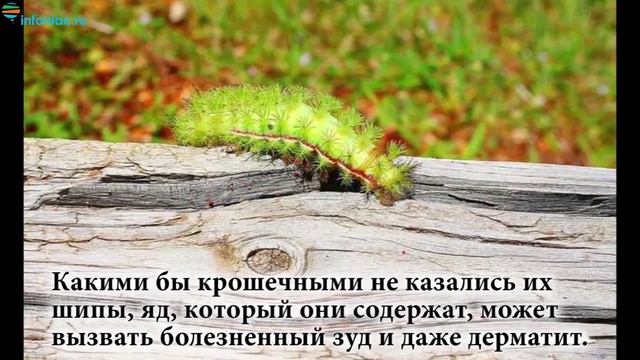 10 очаровательных гусениц, которых вам не захочется потрогать смотреть онлайн