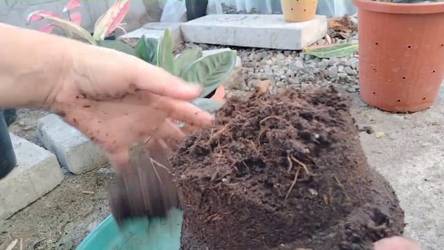 AGLONEMA SAKIT ?DIBONGKAR LALU DI CACAH!¡ / BONGKAR RENGGANIS TANAM PUCUK смотреть онлайн
